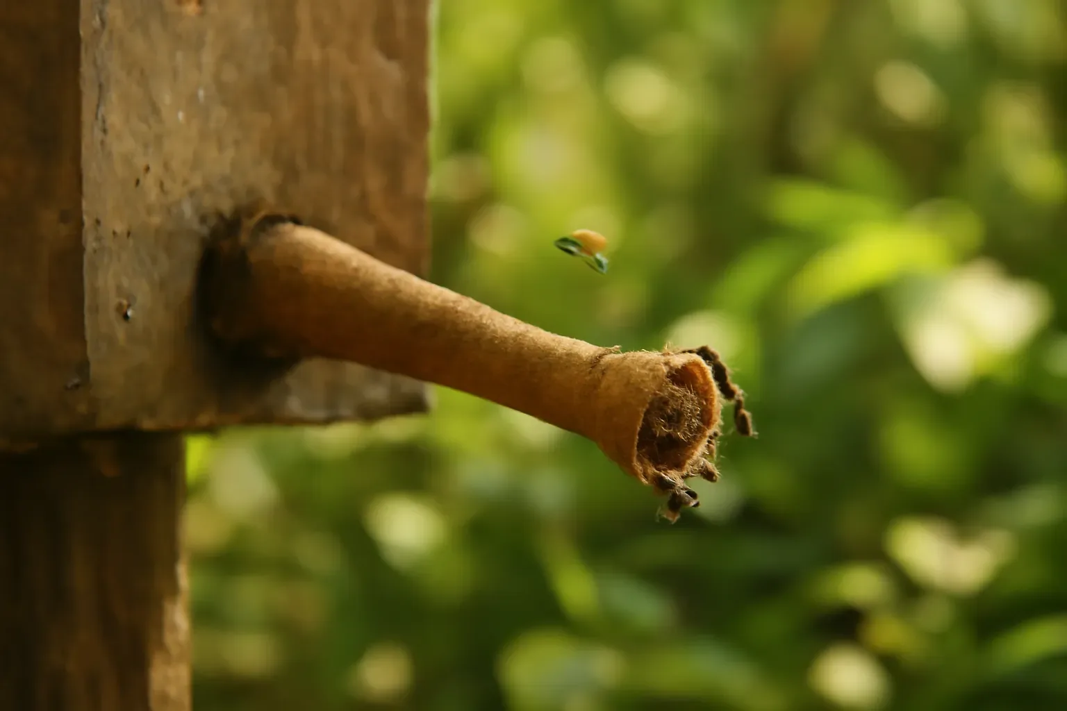 Ống cửa tổ: hình dáng của nó nói lên loài nào đang ở trong