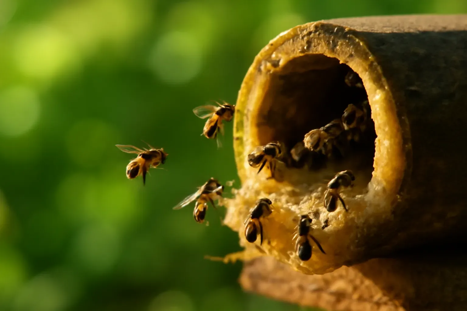 Một con ong thợ đổi nghề mấy lần trong đời — và vì sao con già nhất phải ra ngoài